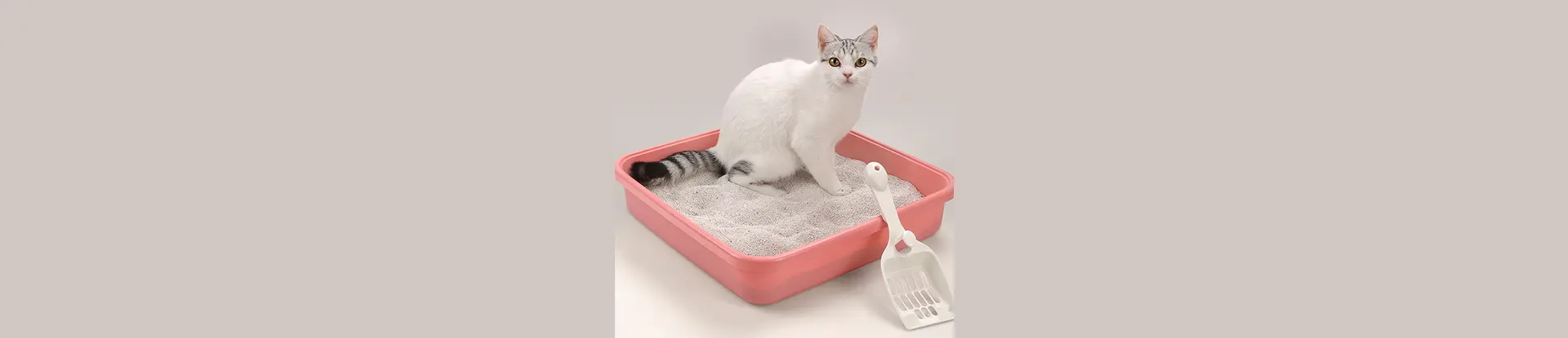 Environmentally Friendly Cat Litter